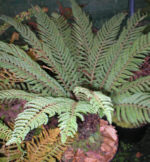 Polystichum proliferum